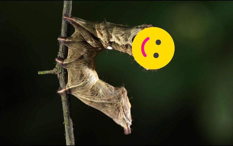 Opta por este tipo y acomodo de plantas en tu jardín y ayuda al ciclo de la vida de diveras especies de seres vivos. EFE / ARCHIVO