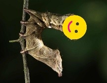 Opta por este tipo y acomodo de plantas en tu jardín y ayuda al ciclo de la vida de diveras especies de seres vivos. EFE / ARCHIVO