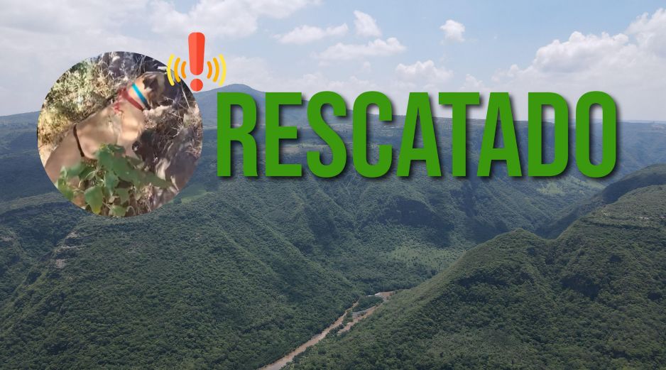 No se informó la razón de la presencia del perro en esa zona, ni si fue entregado a sus dueños o fue hospedado por los rescatistas. EL INFORMADOR / ARCHIVO