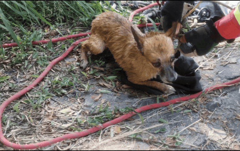 Una vez fuera se descartó que el perro tuviera alguna lesión, y posteriormente se le entregó a una trabajadora del parque en Bosques Urbanos. CORTESÍA/ Protección Civil y Bomberos Guadalajara