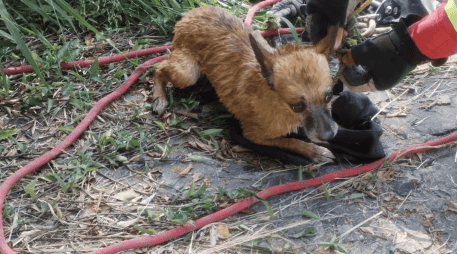 Una vez fuera se descartó que el perro tuviera alguna lesión, y posteriormente se le entregó a una trabajadora del parque en Bosques Urbanos. CORTESÍA/ Protección Civil y Bomberos Guadalajara