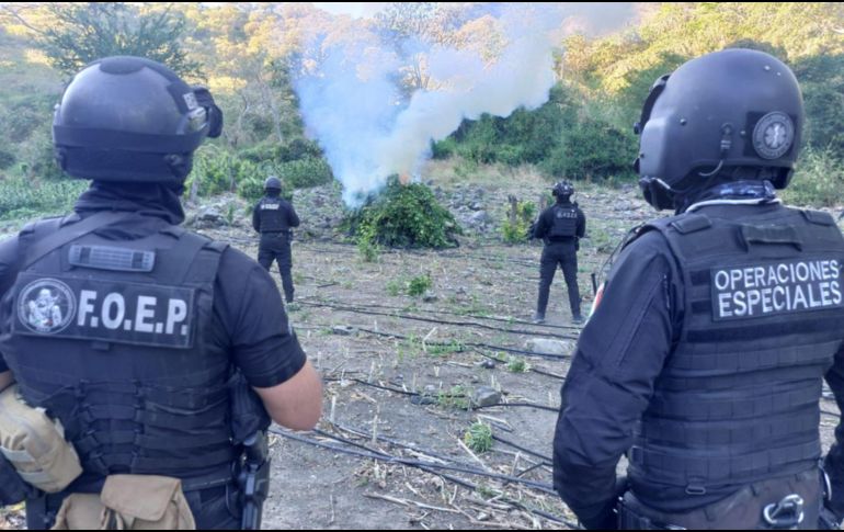En total fueron alrededor de 15 mil plantas de aparente marihuana aseguradas, de las cuales, casi 9 mil estaban en proceso de secado. ESPECIAL