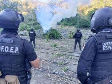 En total fueron alrededor de 15 mil plantas de aparente marihuana aseguradas, de las cuales, casi 9 mil estaban en proceso de secado. ESPECIAL