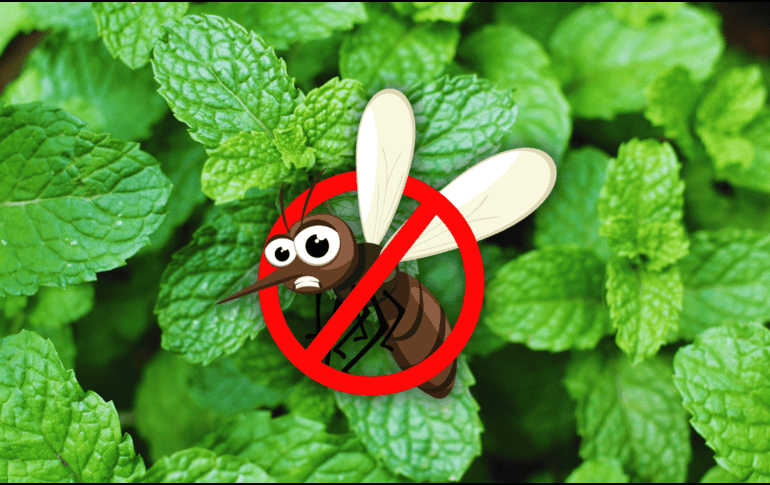 Este remedio, además de ser eficiente contra los mosquitos, aporta una sensación de frescura y es amigable con el ambiente, pues se encuentra libre de químicos. ESPECIAL / CANVA
