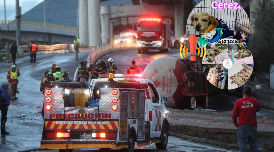 Esto fue de la perrita lastimada por la explosión de una pipa en Ixtapalapa el pasado mes de septiembre. EFE / ARCHIVO