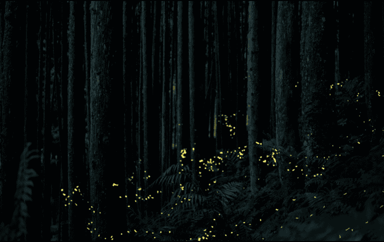 Estas especies se concentran en tres grandes zonas del país: la región centro, el noroeste y la zona golfo-caribe. Unsplash