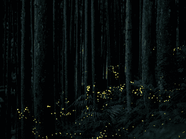 Estas especies se concentran en tres grandes zonas del país: la región centro, el noroeste y la zona golfo-caribe. Unsplash