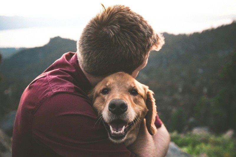 El mejor amigo del hombre, indudablemente para muchos, es el perro. UNSPLASH/ &nbsp;&nbsp;N. BROWNLOW