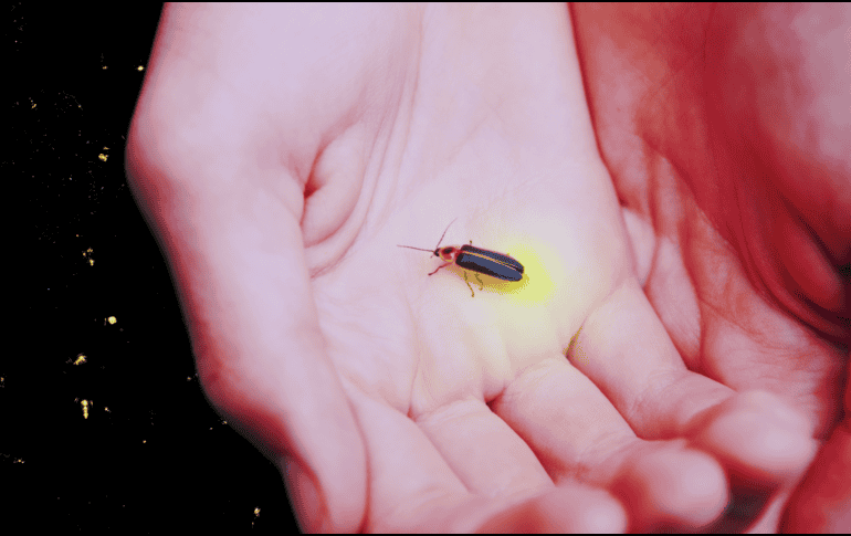 Estas especies se concentran en tres grandes zonas del país: la región centro, el noroeste y la zona golfo-caribe. ESPECIAL / CANVA