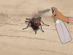 La presencia de estos insectos persiste sin importar si es temporada de calor o frío. UNSPLASH / A. SHETTY