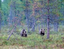 Los agentes de Policía de Japón pueden ya disparar con rifles contra los osos pardos en caso de peligro inminente, gracias a una normativa que entró en vigor este jueves entre una ola récord de ataques de estos animales contra humanos que ha dejado trece muertos. Pixabay