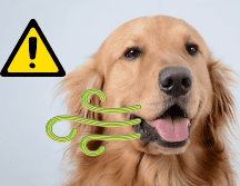 Una mala alimentación también puede provocar mal aliento a tu perro. UNSPLASH / F. LEONA