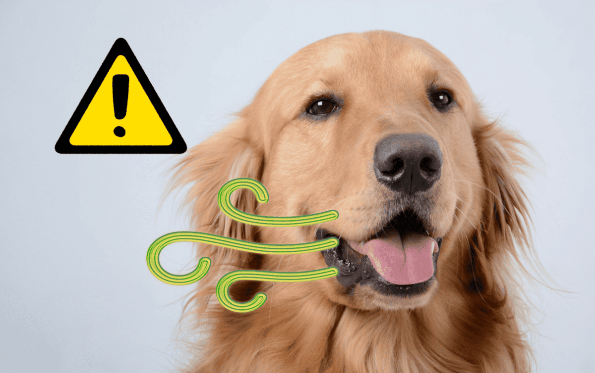 el mal aliento en los perros es un signo de cáncer