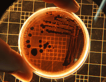 El reino Archaea, que, agrupado dentro del superreino Prokaryota, pasó a ser —con Bacteria y Eukarya— una de las tres ramas del 'árbol de la vida'. ESPECIAL