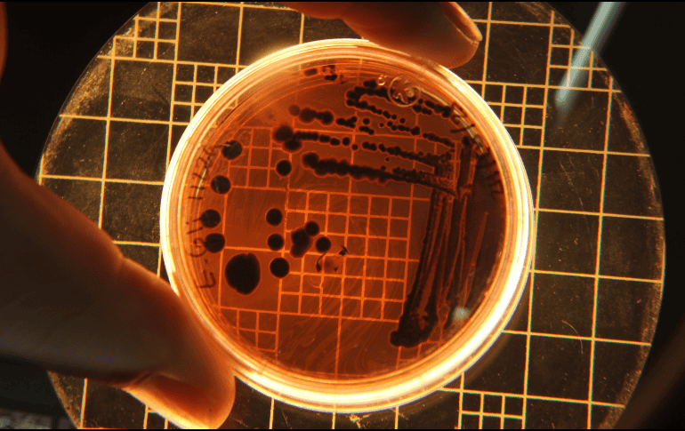 El reino Archaea, que, agrupado dentro del superreino Prokaryota, pasó a ser —con Bacteria y Eukarya— una de las tres ramas del 'árbol de la vida'. ESPECIAL