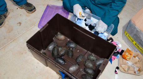 Las 774 tortugas fueron trasladadas a una Unidad de Manejo para la Conservación de la Vida Silvestre (UMA), donde recibirán cuidados en condiciones adecuadas para su resguardo. ESPECIAL