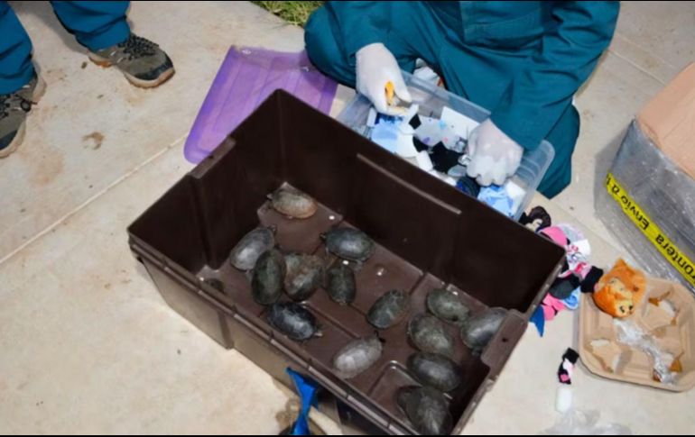 Las 774 tortugas fueron trasladadas a una Unidad de Manejo para la Conservación de la Vida Silvestre (UMA), donde recibirán cuidados en condiciones adecuadas para su resguardo. ESPECIAL