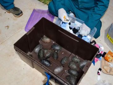 Las 774 tortugas fueron trasladadas a una Unidad de Manejo para la Conservación de la Vida Silvestre (UMA), donde recibirán cuidados en condiciones adecuadas para su resguardo. ESPECIAL