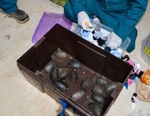 Las 774 tortugas fueron trasladadas a una Unidad de Manejo para la Conservación de la Vida Silvestre (UMA), donde recibirán cuidados en condiciones adecuadas para su resguardo. ESPECIAL