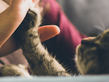 La contaminación generada por la carne que consumen los perros y gatos en Estados Unidos equivale a la contaminación producida por conducir 13,6 millones de autos durante un año. ESPECIAL