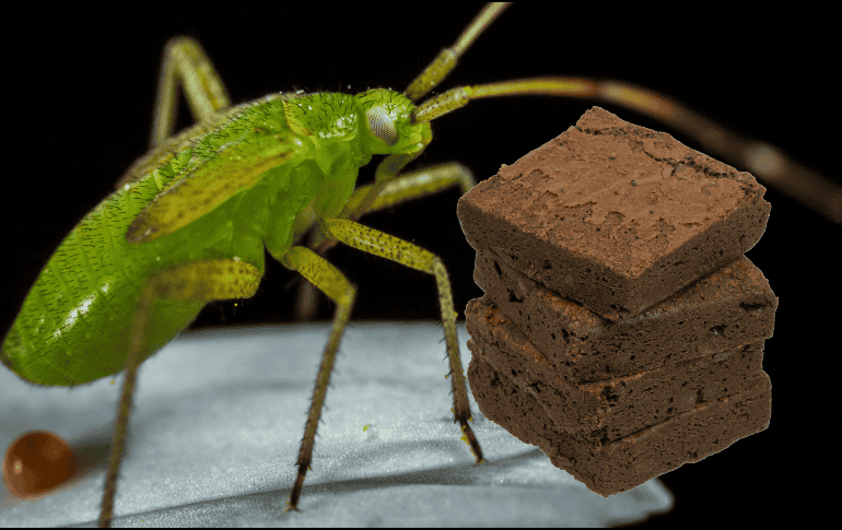 A pesar de los buenos resultados, no todas las formas de proteína de insecto tienen el mismo potencial. ESPECIAL