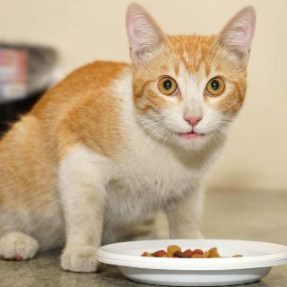 Ofertas del Buen Fin 2025 para consentir a tu gato