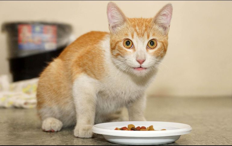 Ofertas del Buen Fin incluyen descuentos en alimento. EL INFORMADOR/Archivo