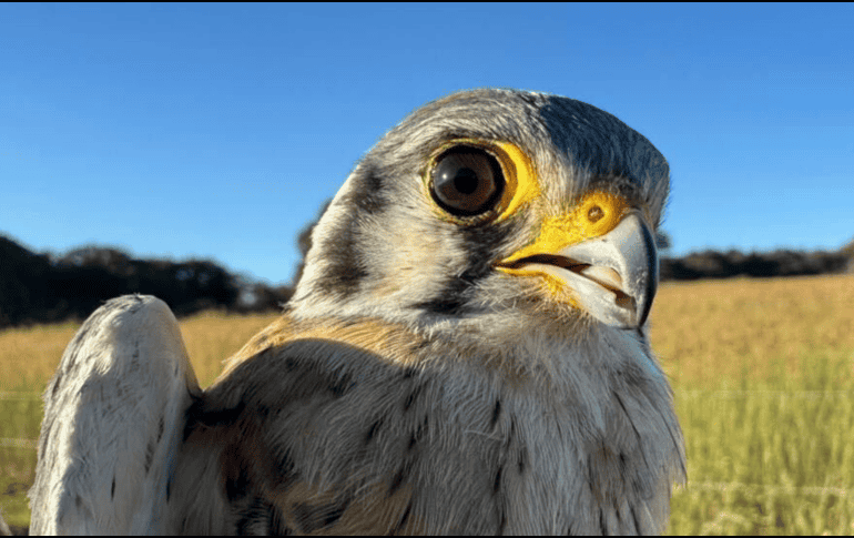 Durante la revisión veterinaria se determinó que el cernícalo presentaba un impacto leve que le impedía volar temporalmente. ESPECIAL / AYUNTAMIENTO DE TLAJOMULCO