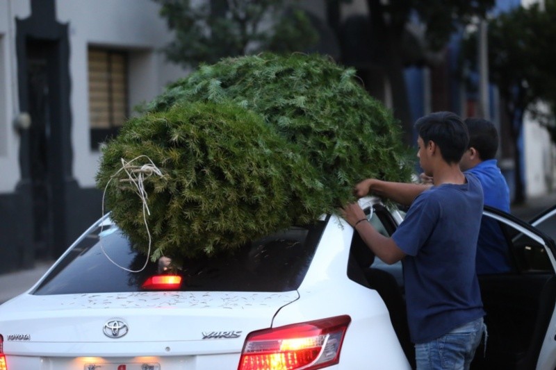 Uno de los atractivos es la adquisición de pinos naturales.&nbsp;GOBIERNO DE GUADALAJARA