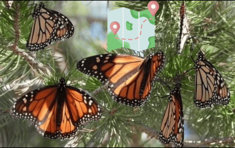 Cada año, millones de mariposas Monarca emprenden su viaje desde el norte del continente para refugiarse del frío e hibernar en los bosques de oyamel de México. GOBIERNO DE MICHOACÁN / CANVA