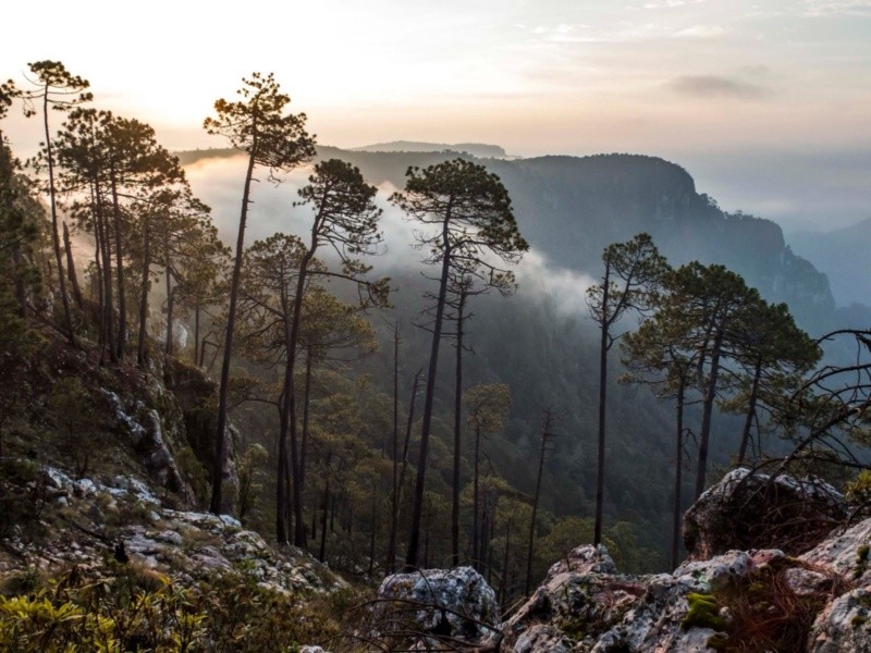 Se han identificado más de 2 mil 900 especies de plantas, entre ellas árboles endémicos como la magnolia iltisiana, una joya botánica que crece únicamente en estas montañas. GOBIERNO DE MÉXICO
