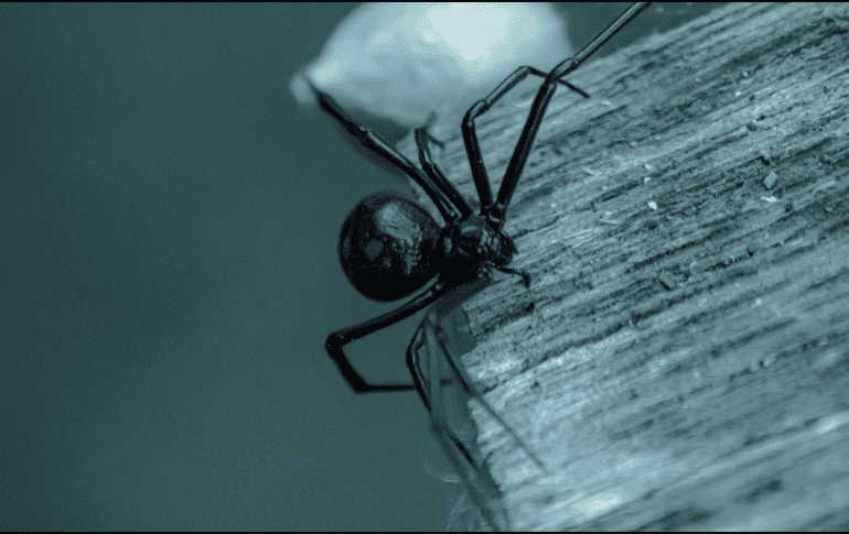 El IMSS aseguró que sí había antídoto, pero que no se le aplicó en primera instancia porque tenían que priorizar la atención de una reacción alérgica grave. ESPECIAL/Unplash