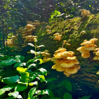 Alertan en Florida por expansión del hongo ostra dorado que amenaza ecosistemas nativos