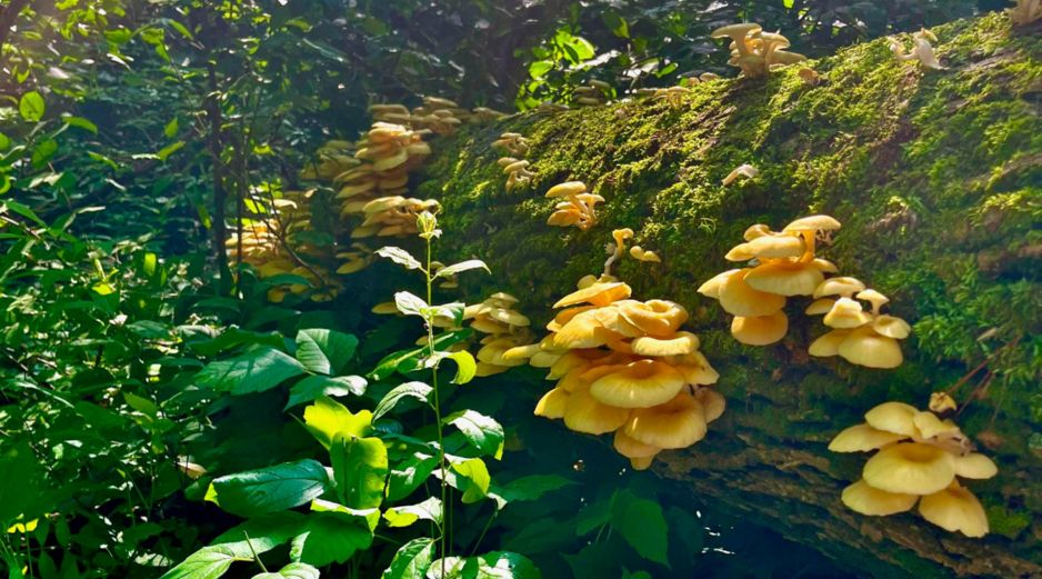 Hongos ostra dorados abiertos sobre un tronco caído en Mazomanie, Wisconsin, (Estados Unidos). EFE/Michelle Jusino