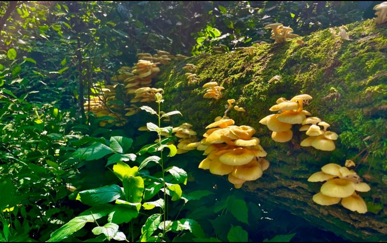 Hongos ostra dorados abiertos sobre un tronco caído en Mazomanie, Wisconsin, (Estados Unidos). EFE/Michelle Jusino
