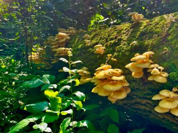 Hongos ostra dorados abiertos sobre un tronco caído en Mazomanie, Wisconsin, (Estados Unidos). EFE/Michelle Jusino