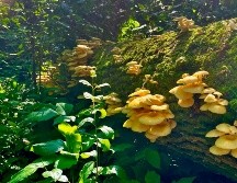 Hongos ostra dorados abiertos sobre un tronco caído en Mazomanie, Wisconsin, (Estados Unidos). EFE/Michelle Jusino