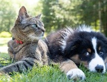 El desagrado hacia los animales puede deberse a diferentes razones. UNSPLASH / ANDREW S