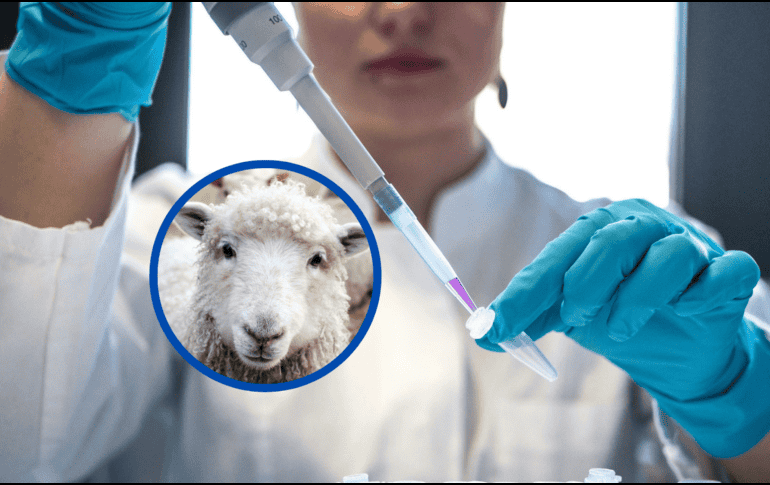 México se alista para una nueva fase de biotecnología con la clonación, un avance que podría contribuir a preservar especies en peligro de extinción. ESPECIAL / UNSPLASH