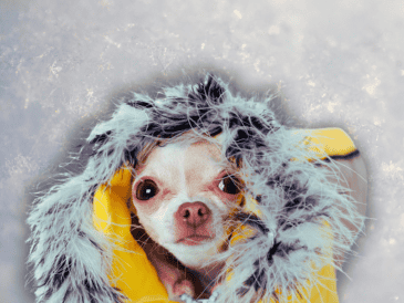 La ropa que se le coloca a los lomitos debe cubrir todo el lomo del perrito. ESPECIAL / CANVA