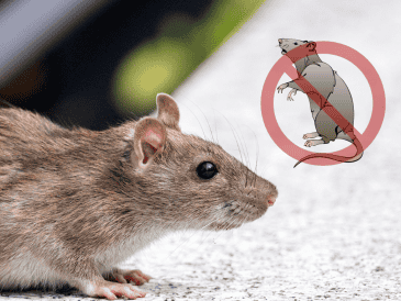 Esta técnica combina limpieza profunda con elementos naturales que cualquier persona puede encontrar en su hogar. ESPECIAL/Canva