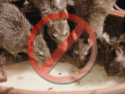 La IA señala que mantener un ambiente ordenado y libre de basura es clave para evitar la plaga de roedores. ESPECIAL