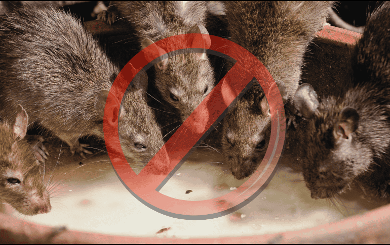 La IA señala que mantener un ambiente ordenado y libre de basura es clave para evitar la plaga de roedores. ESPECIAL