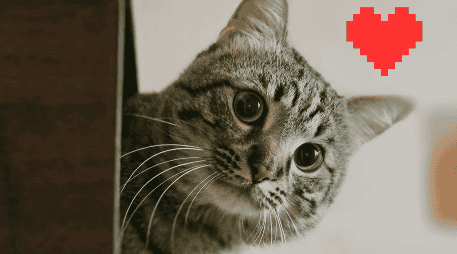 Aunque los gatos son conocidos por comportamientos más independientes que los perros, el estudio destaca que esto no reduce el potencial de conexión emocional. ESPECIAL