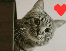 Aunque los gatos son conocidos por comportamientos más independientes que los perros, el estudio destaca que esto no reduce el potencial de conexión emocional. ESPECIAL