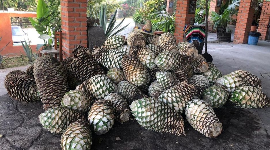 De acuerdo con la Secretaría de Agricultura y Desarrollo Rural, la raicilla es un destilado tradicional de Jalisco elaborado a partir de dos tipos de agave. CORTESÍA