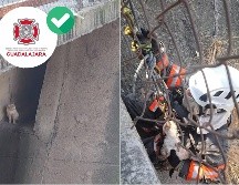 De esta forma, Bomberos de Guadalajara rescataron a un gatito atrapado en un canal de la colonia Dr. Valentín Gómez Farías. ESPECIAL / FACEBOOK Protección Civil y Bomberos GDL