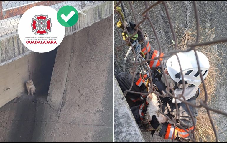 De esta forma, Bomberos de Guadalajara rescataron a un gatito atrapado en un canal de la colonia Dr. Valentín Gómez Farías. ESPECIAL / FACEBOOK Protección Civil y Bomberos GDL