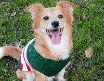 Conoce si es necesario ponerle ropa a tu perro durante el frío. UNSPLASH / A. VASQUEZ