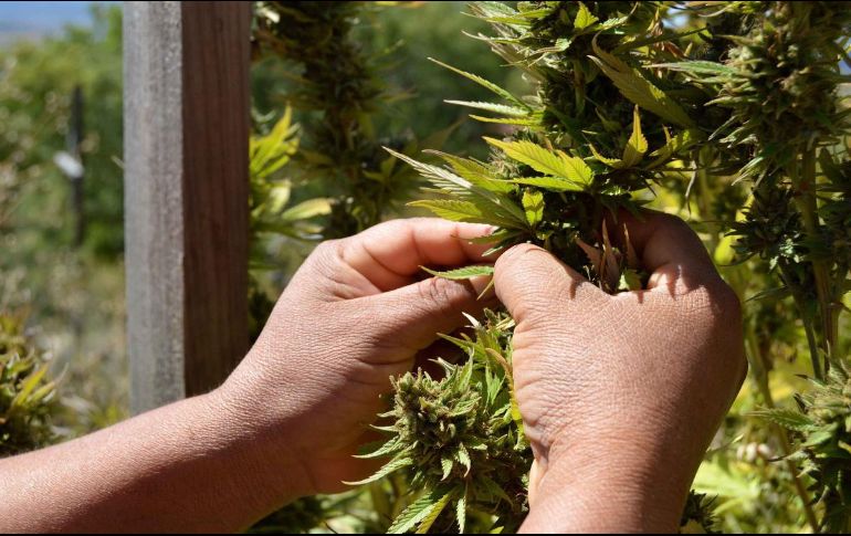 En el año 2021, la SCJN declaró como inconstitucional la prohibición absoluta del consumo lúdico o recreativo de cannabis. SUN/ARCHIVO